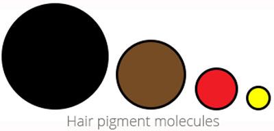 lighter hair: hair pigment molecules