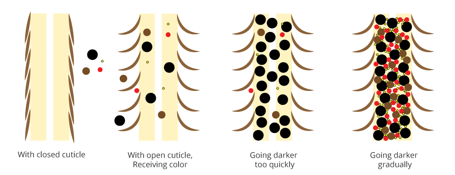 Hair Color Ratio Chart