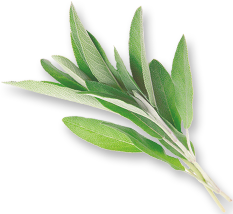 Sage