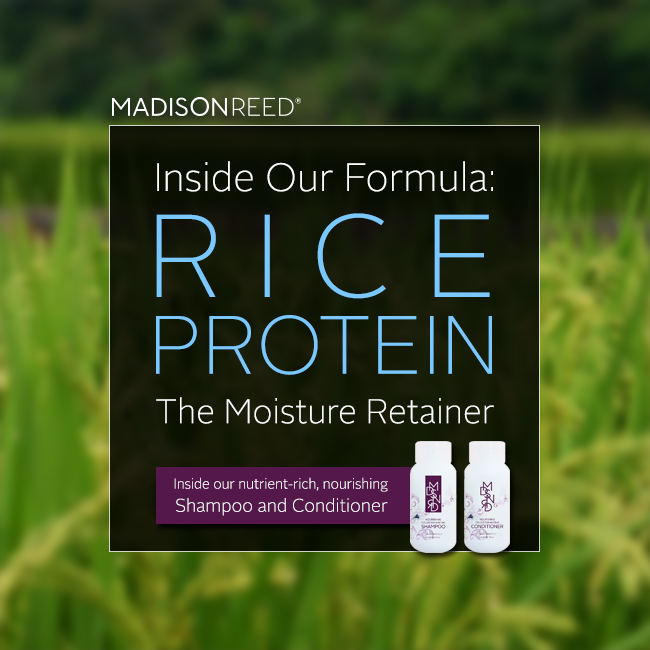 Inside Our Formula Rice Protein, The Moisture Retainer