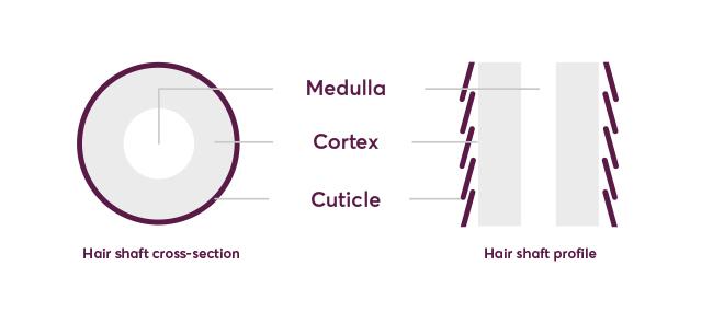 hair shaft diagram